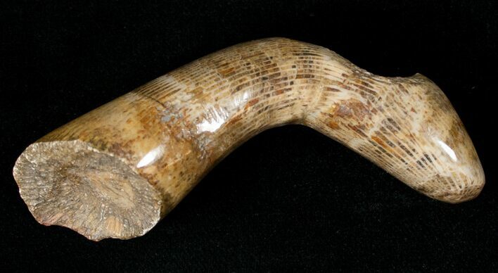 Polished Fossil Horn Coral - Morocco #18155